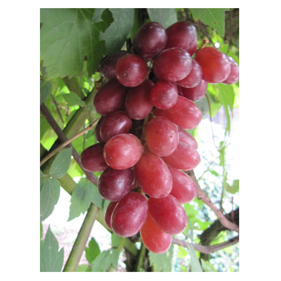 Vitis vinifera 'Kismis Lucsüsztüj' Szőlő Kismis Lucsüsztüj